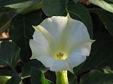 Datura metel